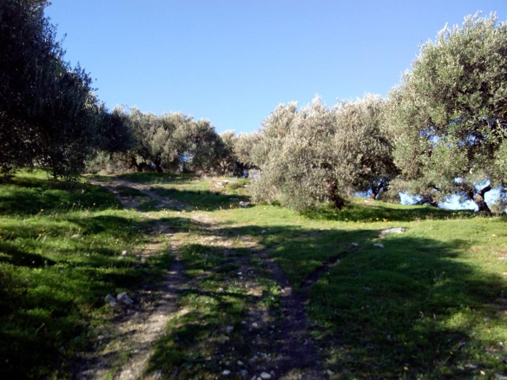 Kreta, Kalyves: Land mit großartigem Meerblick in Apokoronas zum Verkauf