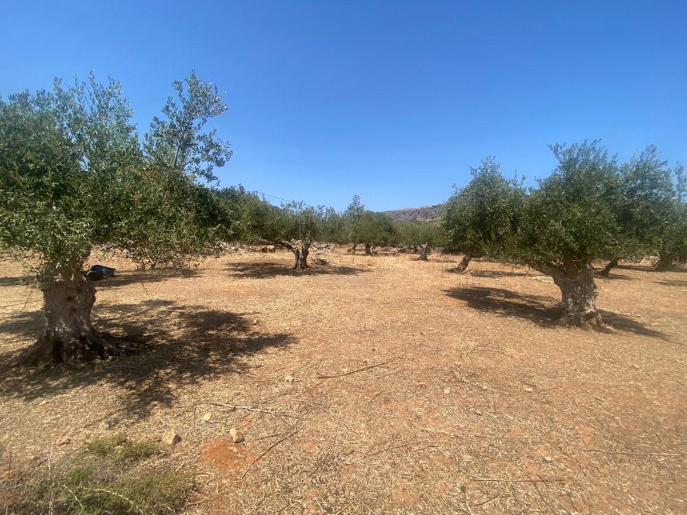 Crete, Drapanos: ขายที่ดินในหมู่บ้าน Drapanos