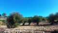 East Crete, Pappagiannades: บ้านอยู่อาศัยพร้อมต้นมะกอกและวิวภูเขาสำหรับขาย