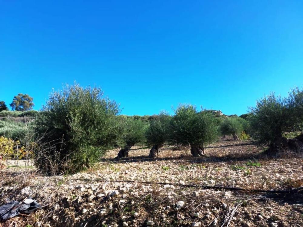 East Crete, Pappagiannades: บ้านอยู่อาศัยพร้อมต้นมะกอกและวิวภูเขาสำหรับขาย