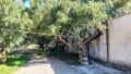 East Crete, Pappagiannades: บ้านอยู่อาศัยพร้อมต้นมะกอกและวิวภูเขาสำหรับขาย