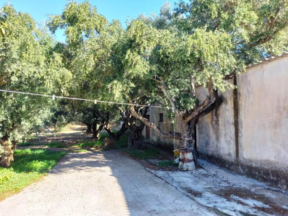 East Crete, Pappagiannades: บ้านอยู่อาศัยพร้อมต้นมะกอกและวิวภูเขาสำหรับขาย