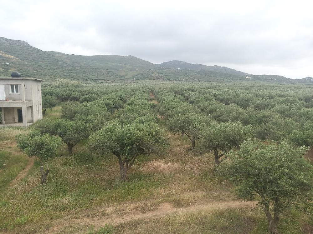 Kreta, Trachilos: Investitionsprojekt - 3 Rohbau-Villen zu verkaufen