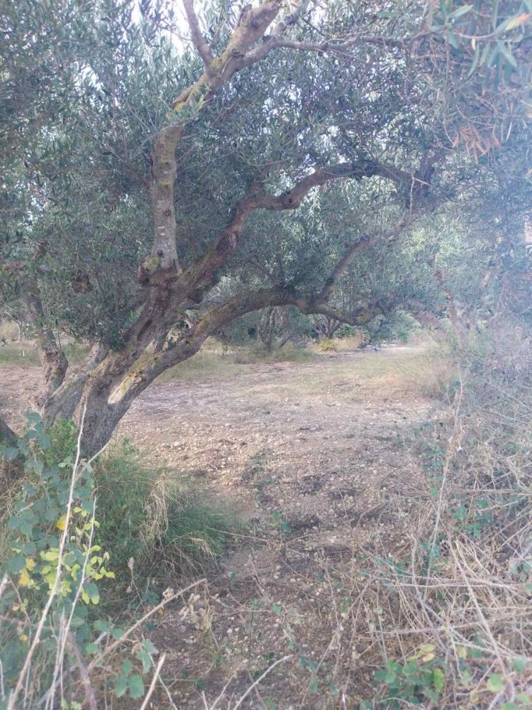 Kreta, Azogiras: Grundstück mit erhöhtem Meerblick zu verkaufen