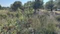 Kreta, Gallos: Großes Dorfgrundstück zu verkaufen