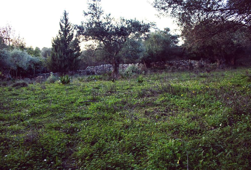 Kreta, Episkopi bei Rethymno: Großes Grundstück zu verkaufen