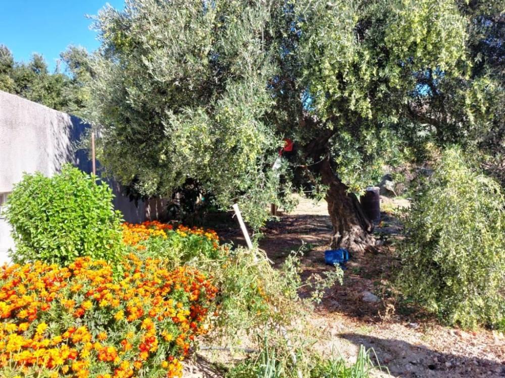 East Crete, Pappagiannades: บ้านอยู่อาศัยพร้อมต้นมะกอกและวิวภูเขาสำหรับขาย