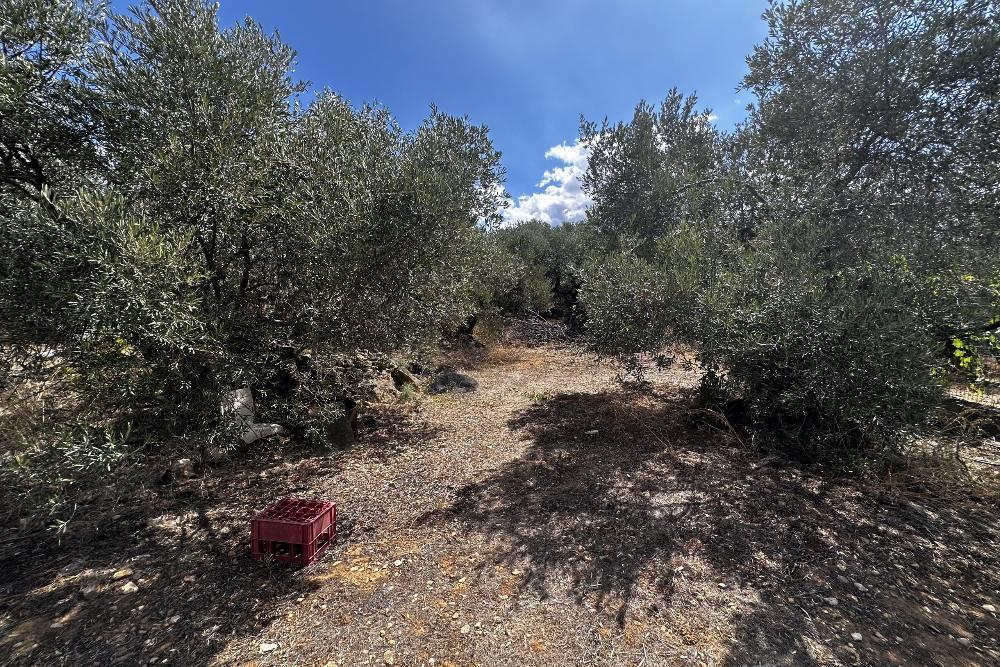 Kreta, Vamvakopoulo: Flaches Grundstück mit 150 m² bebaubarer Fläche in erstklassiger Lage