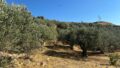 East Crete, Pappagiannades: บ้านหินแบบดั้งเดิมพร้อมสวนขนาดใหญ่เต็มไปด้วยต้นมะกอกสำหรับขาย