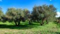 Kreta, Dramia: Grundstück in der Nähe der Strände von Kournas und Georgioupolis zu verkaufen