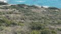 Kreta, Plaka Elounda: 2 große Baugrundstücke in direkter Meeresnähe zu verkaufen
