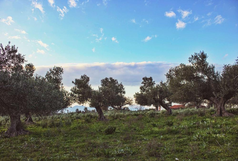 Kreta, Episkopi bei Rethymno: Großes Grundstück zu verkaufen