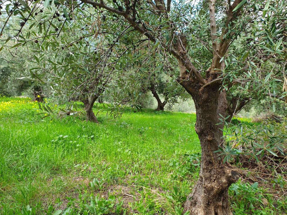 Kreta Sisi - vier Wohnungen in einem großen Garten zur Renovierung