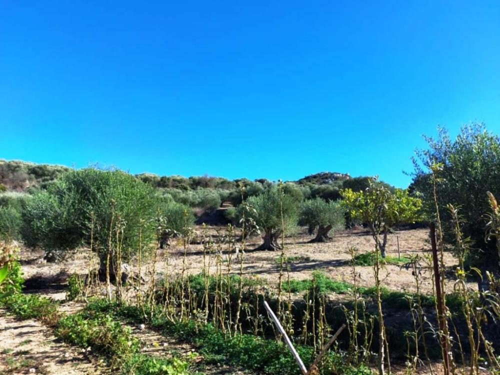 East Crete, Pappagiannades: บ้านอยู่อาศัยพร้อมต้นมะกอกและวิวภูเขาสำหรับขาย