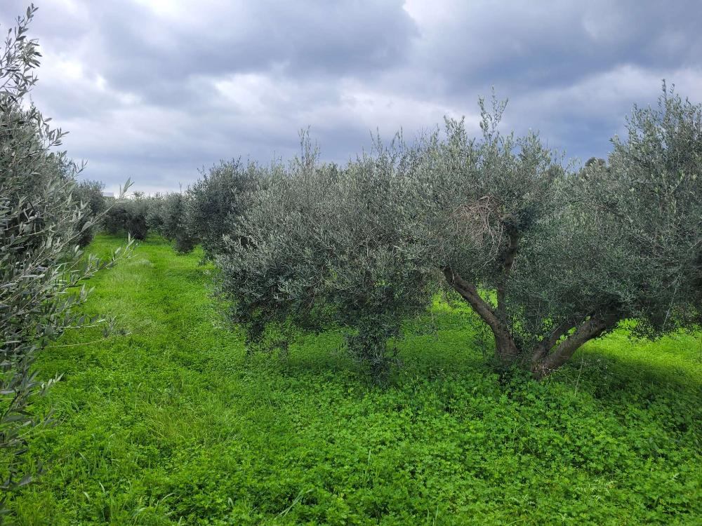 Kreta, Pagkalochori: Großes Grundstück zu verkaufen